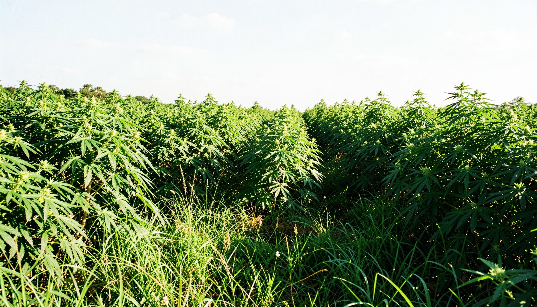 Wide daylight photograph of a lush green hemp field under a bright sky, with vivid grass-green foreground and warm sunlight casting across the rows