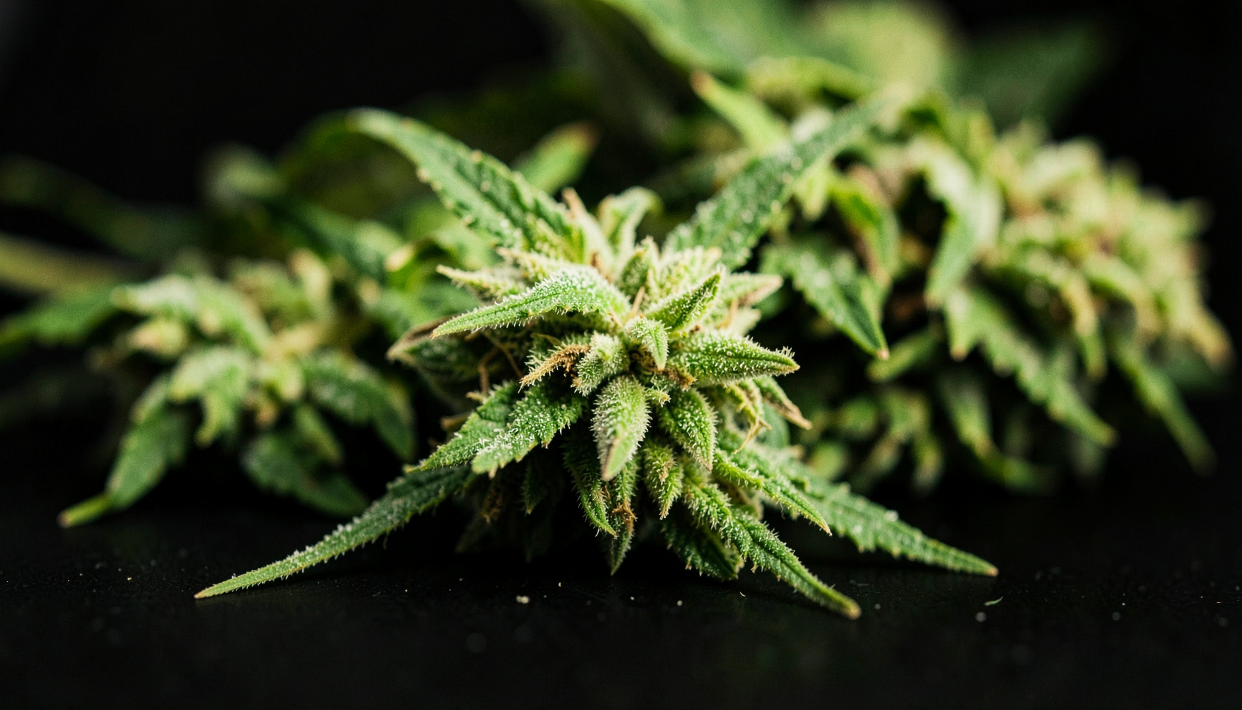 Close-up documentary photograph of trimmed hemp buds with fine sugar leaves on a deep matte black surface, soft warm studio lighting, vivid greens against dark backdrop